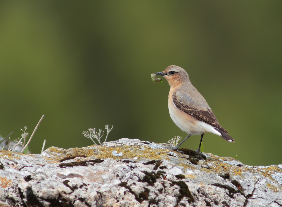 Wheatear