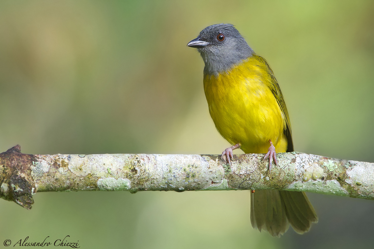Grey-headed tanagers