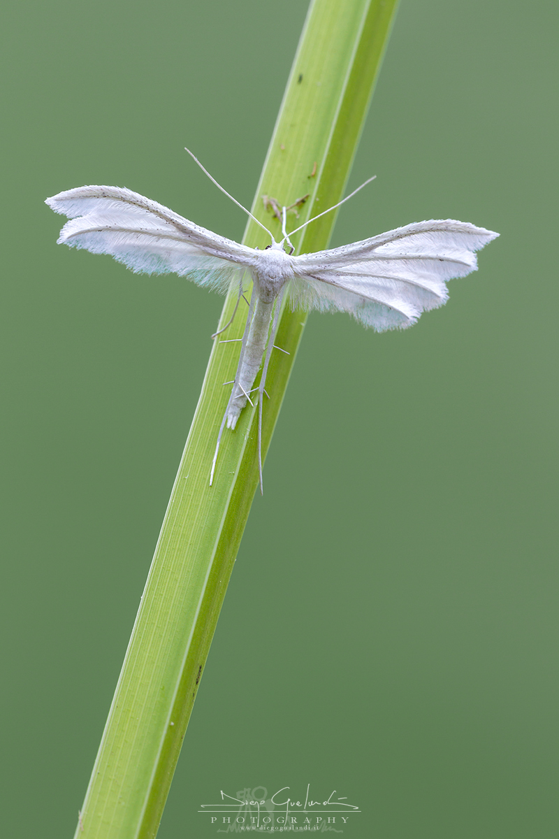 Pterophorus pentadactyla