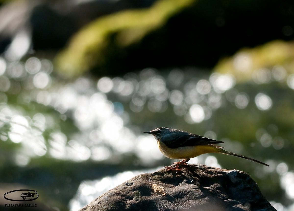 Motacilla cinerea .... finally