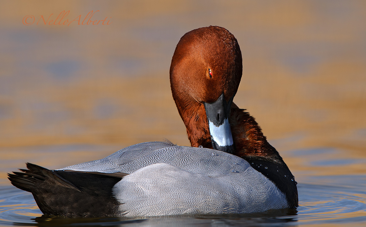 Pochard