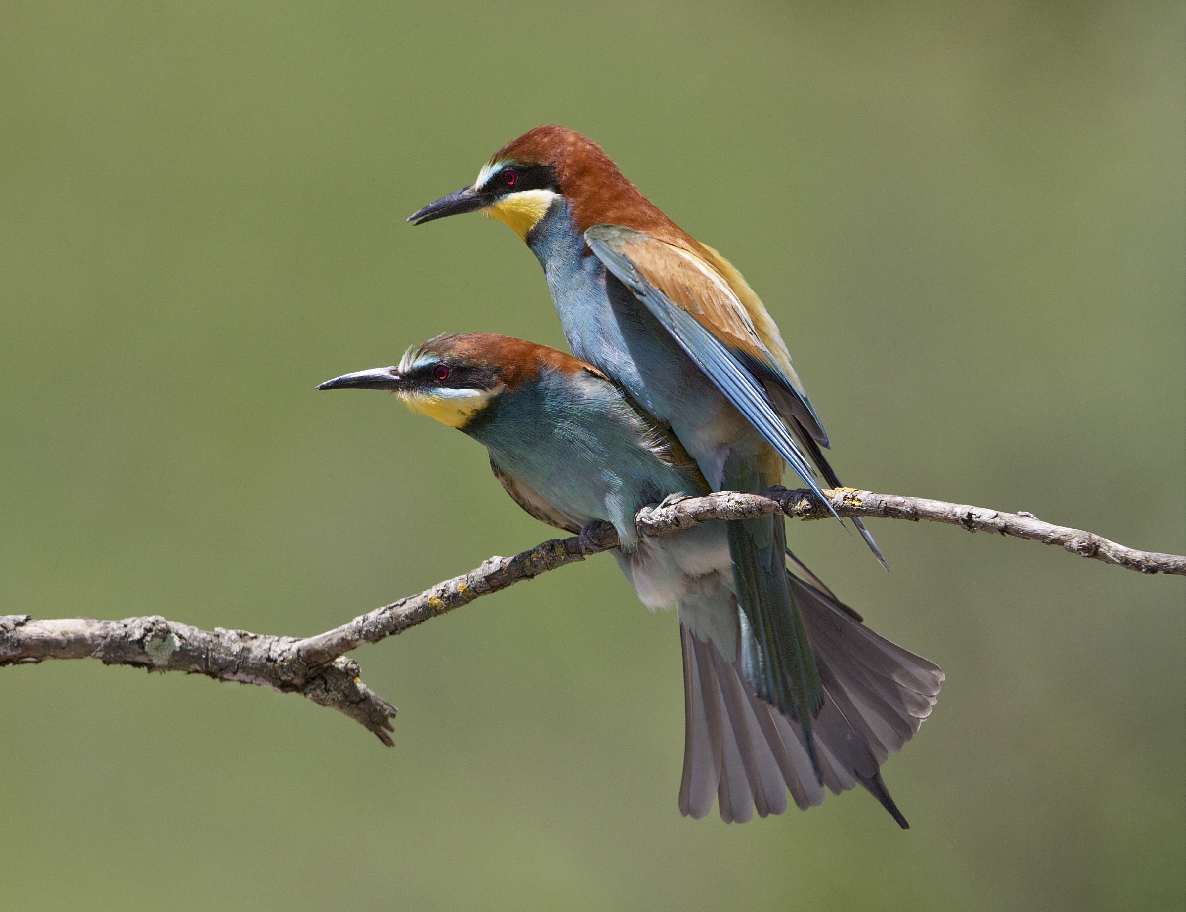 accoppiamento fallito