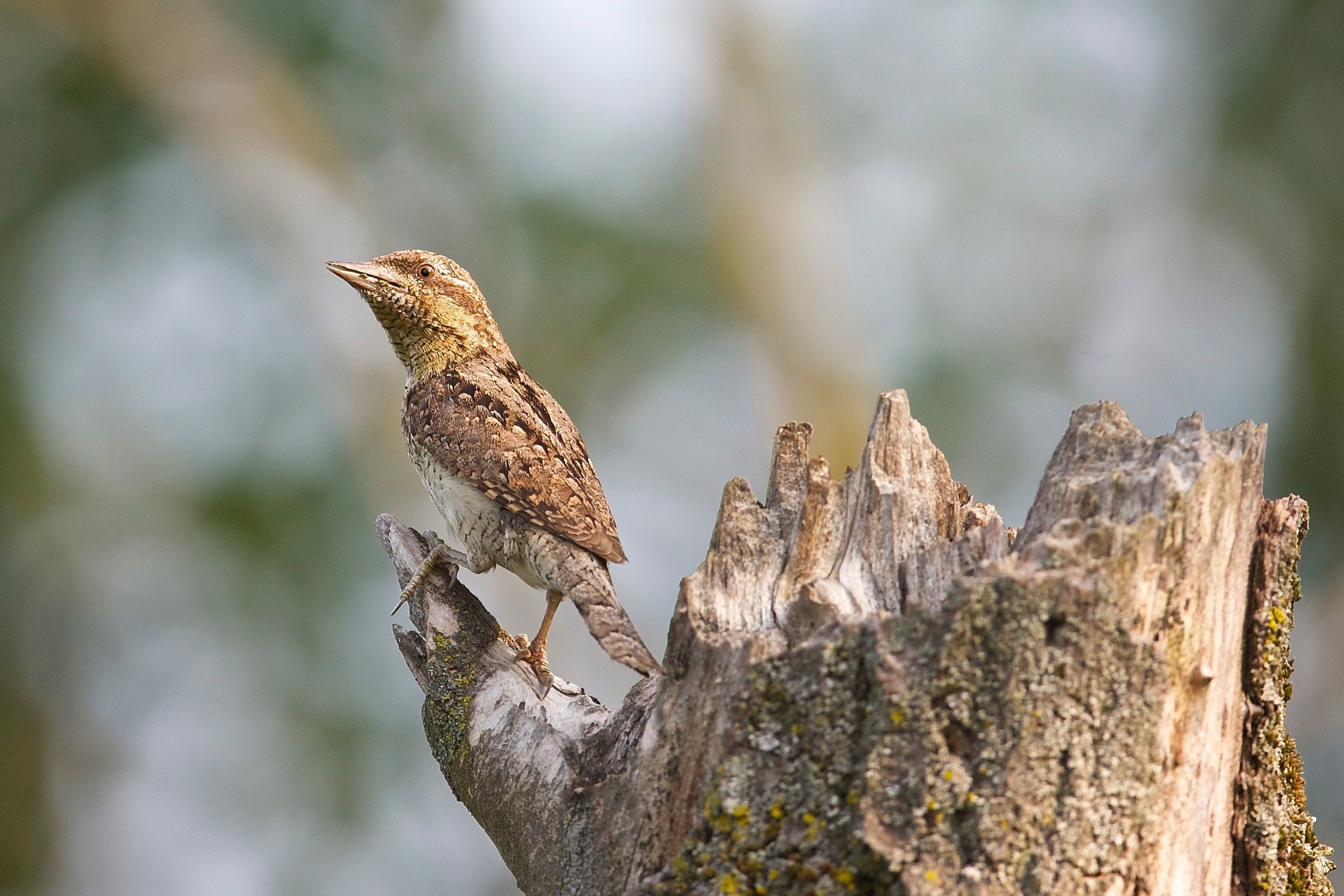 Ho un gran torcicollo