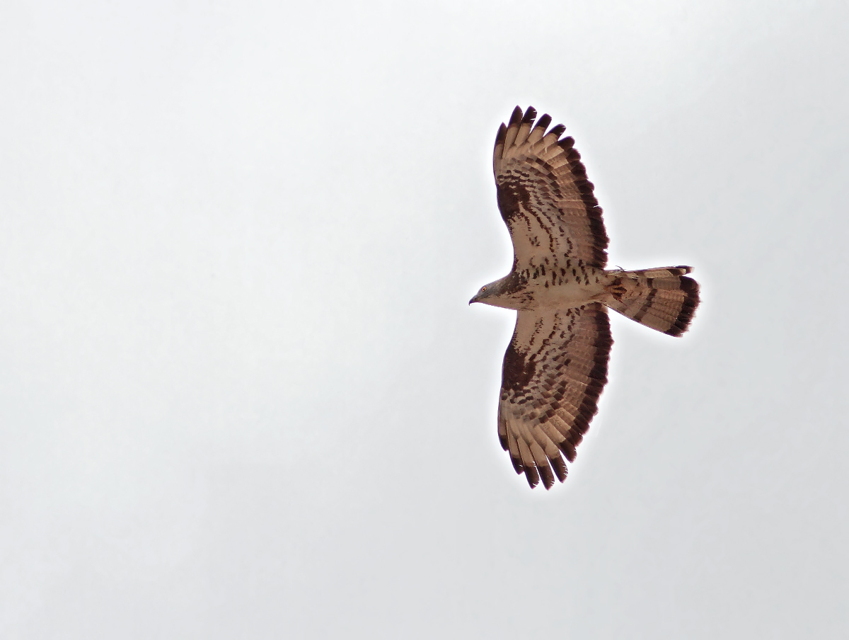 Buzzard with prey