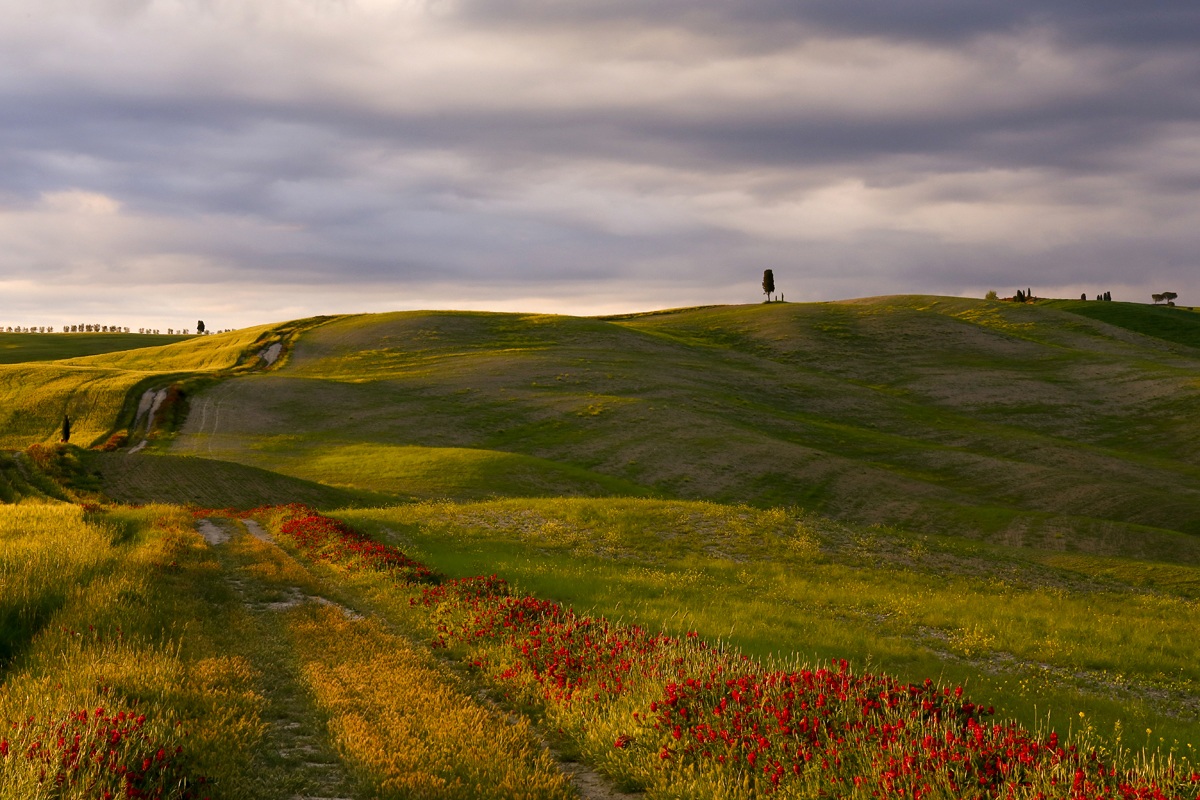 Motorway flowers? (In the Val d'Orcia)