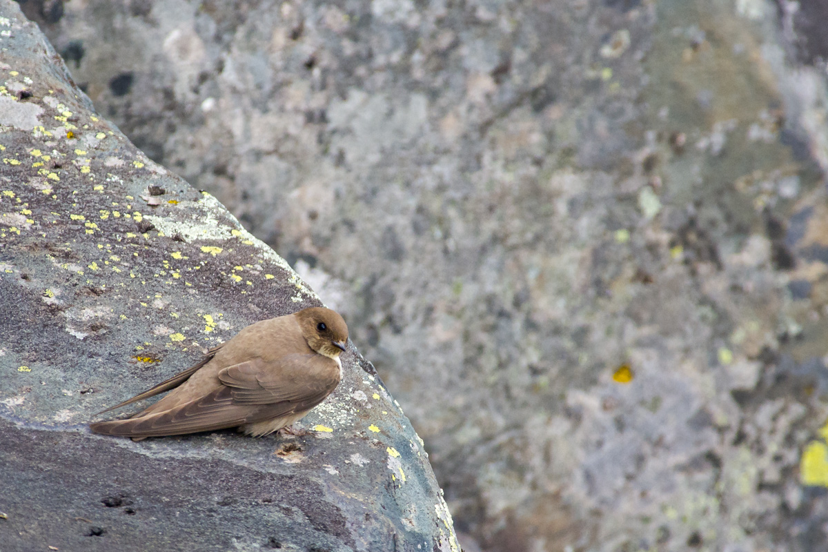 Ptyonoprogne rupestris