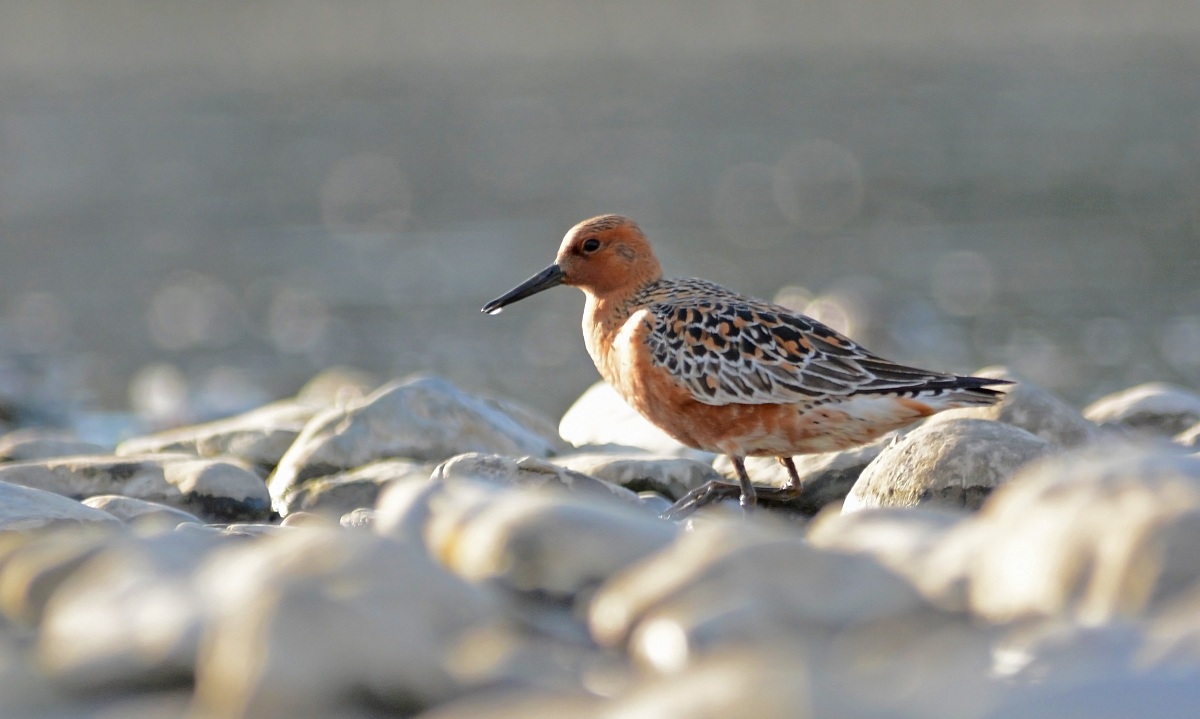 Piovanello Maggiore in abito!!