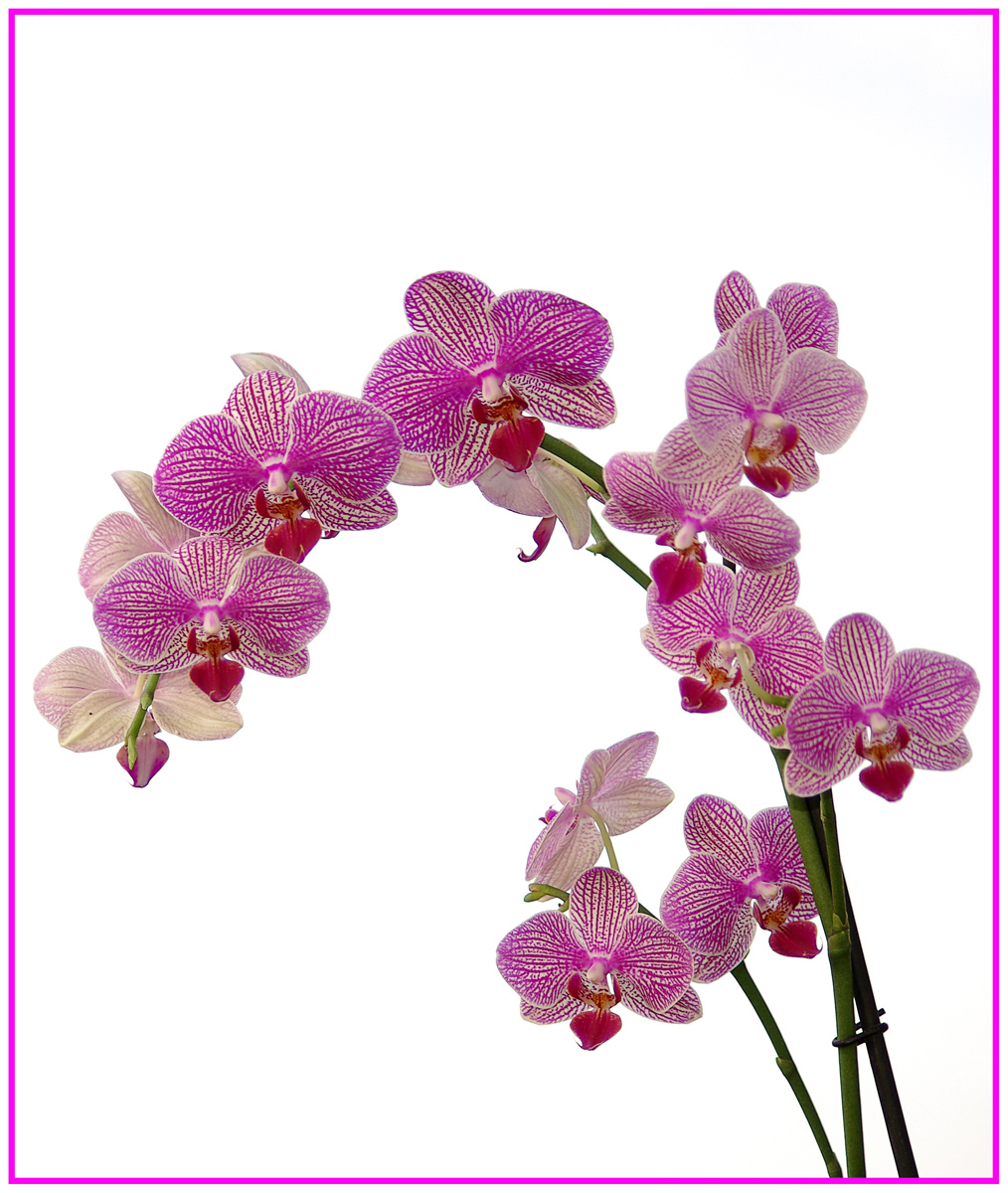 Phalaenopsis