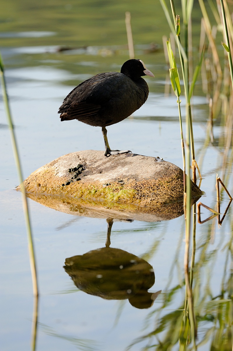 Prove Tamron 150-600