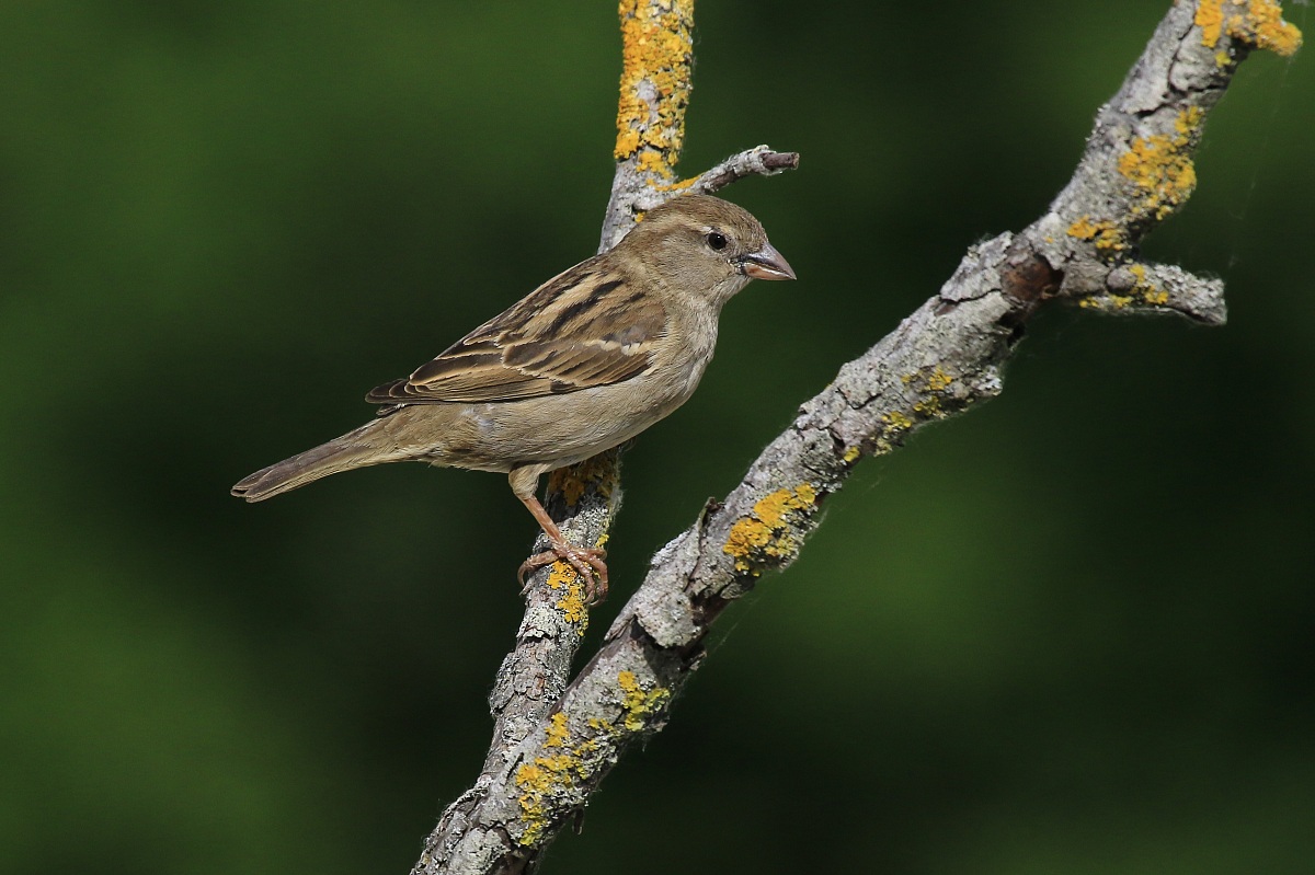 Sparrow 2014: instead of Grucconi