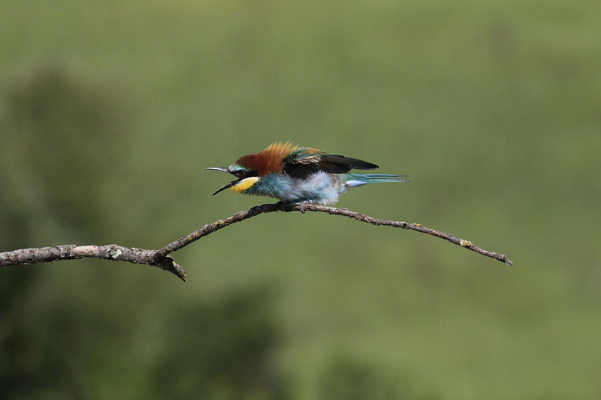 Bee-eaters 2014: