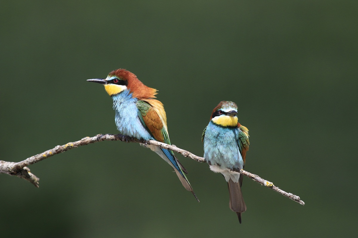 Bee-eaters 2014: The couple