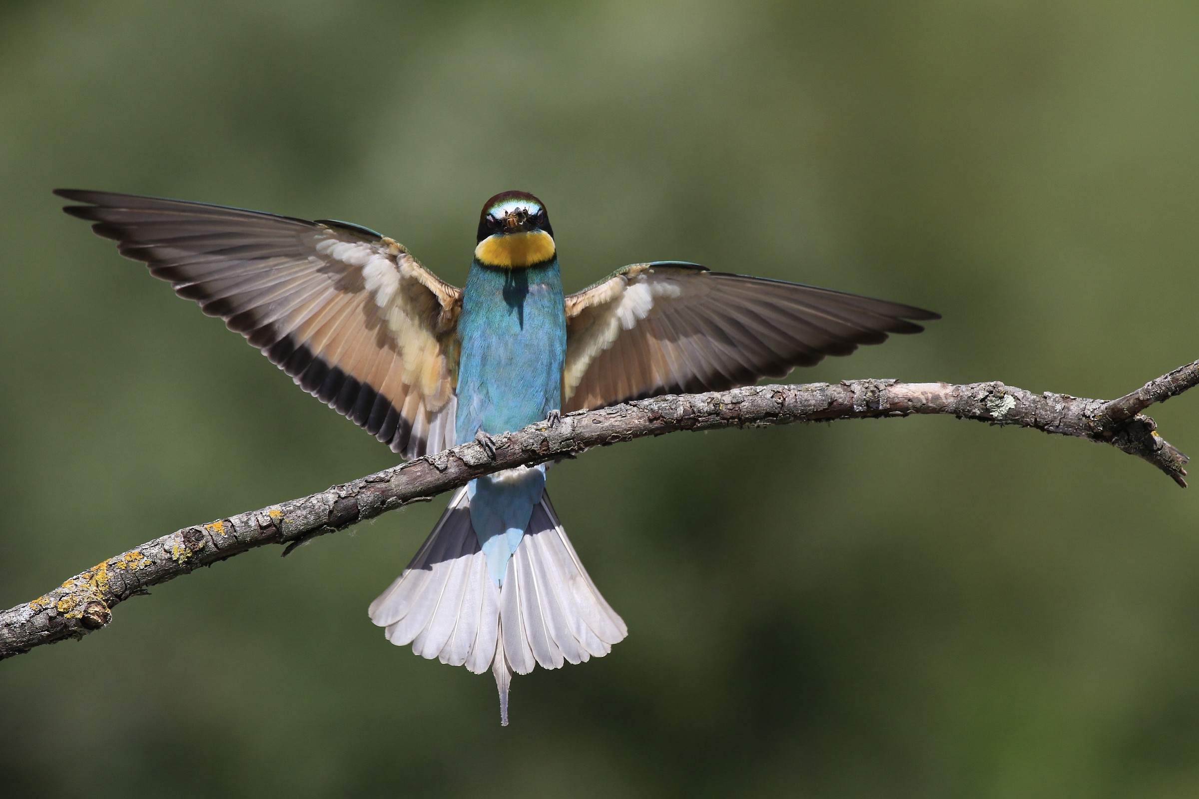 Bee-eaters 2014: Finally!! Fly ......