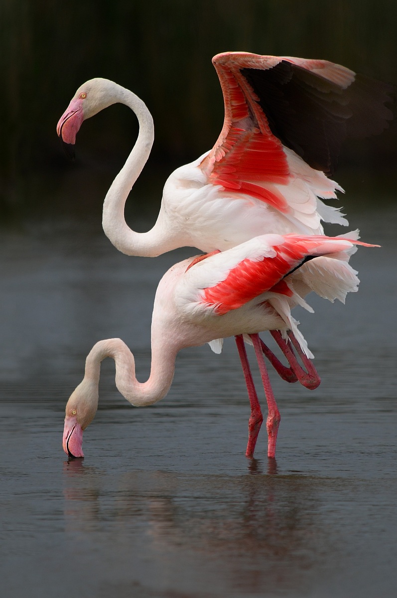 Amore in rosa - Camargue