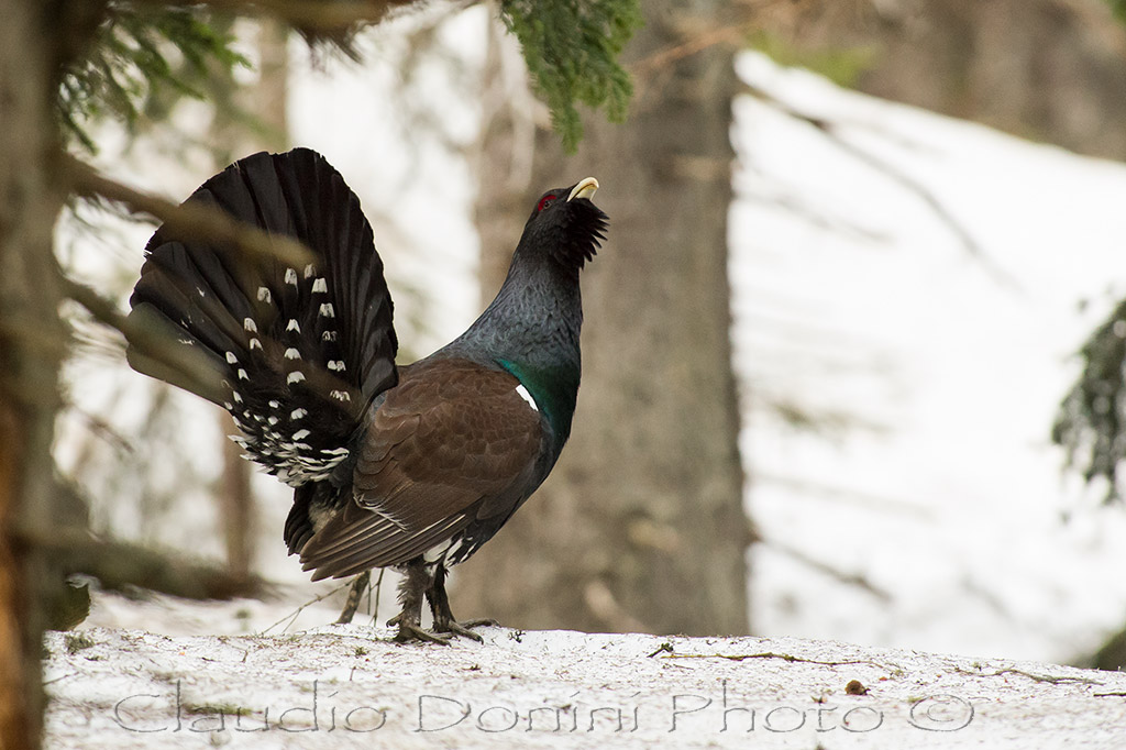 Capercaillie - Tetrao Urogallus
