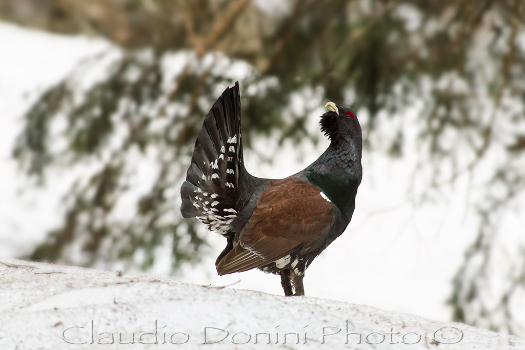 Capercaillie - Tetrao Urogallus