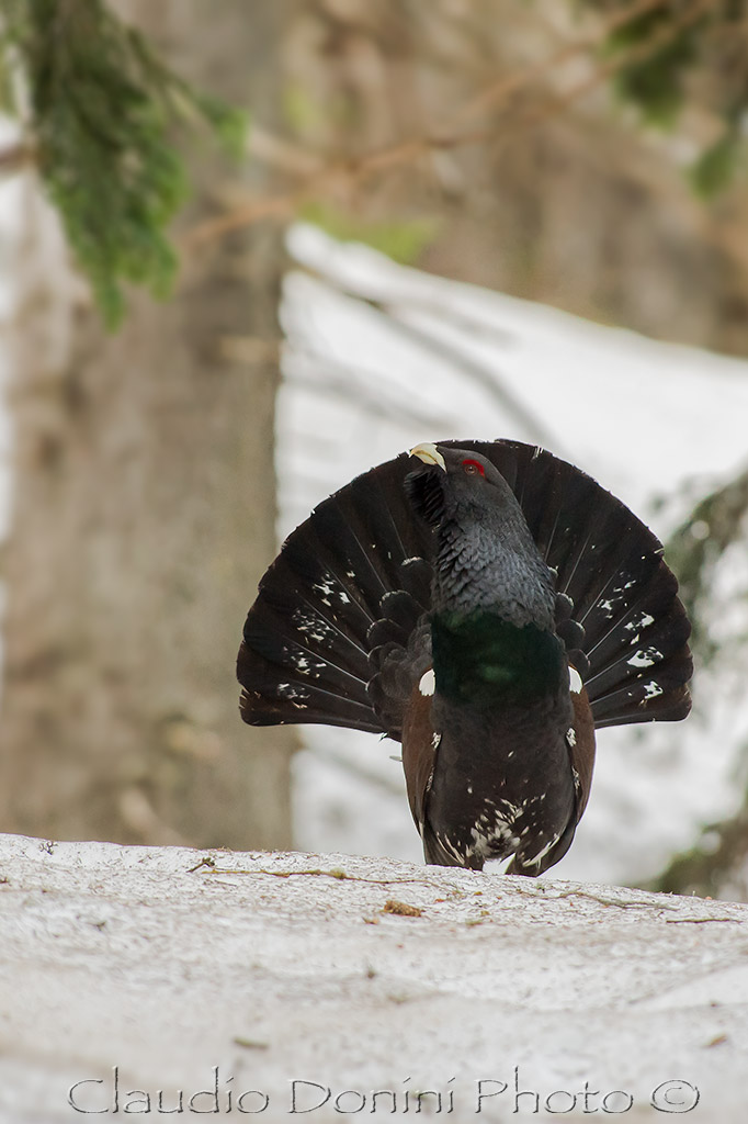 Capercaillie - Tetrao Urogallus