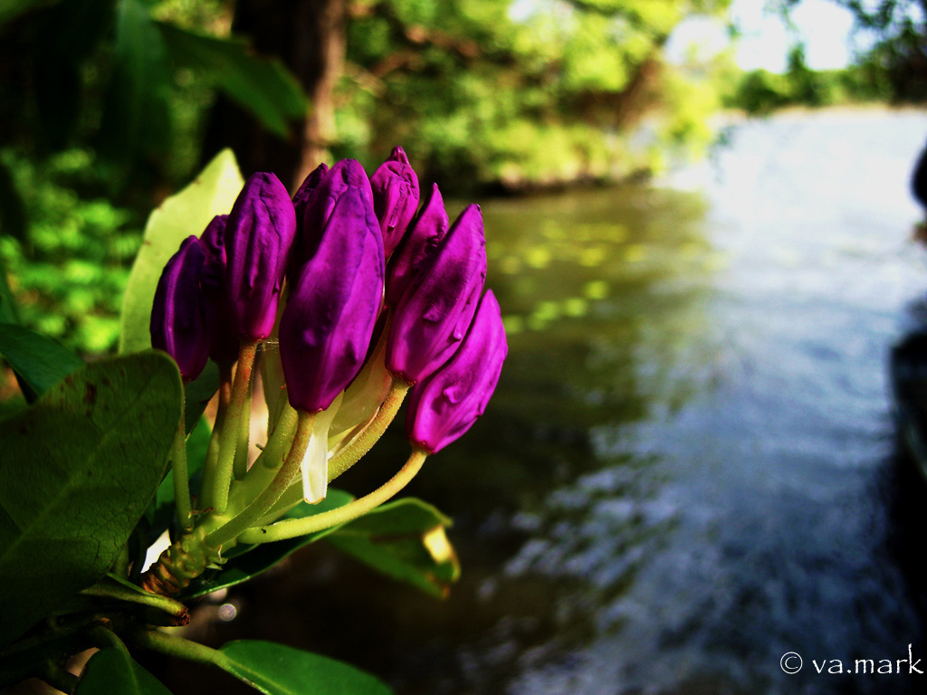 a flower from the warm color