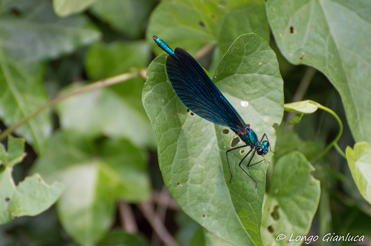 blue dragonfly