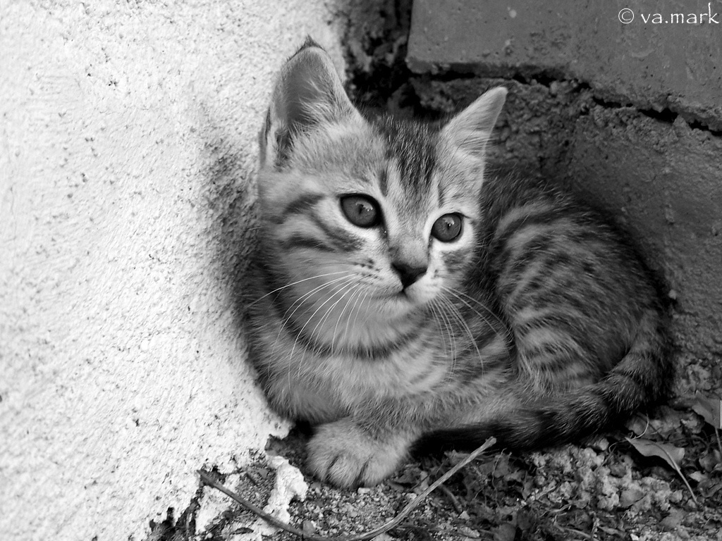 un gatto di campagna