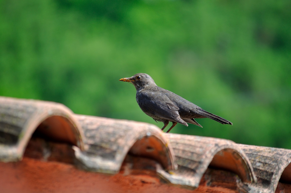 The blackbird who returns