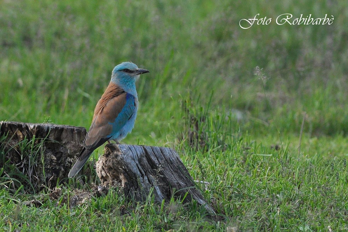 Ghiandaia marina......