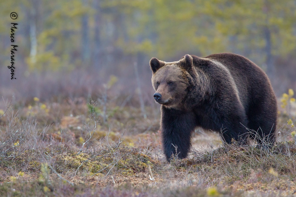 orso finlandia