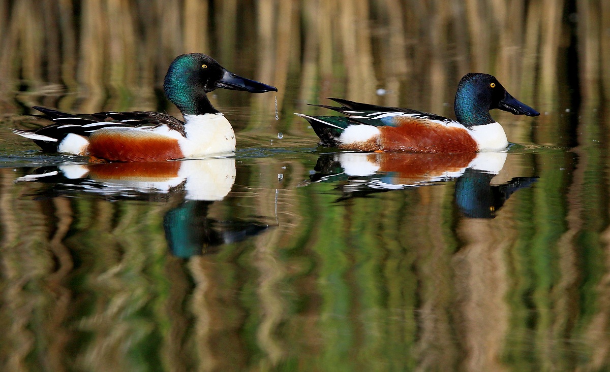 Shovelers