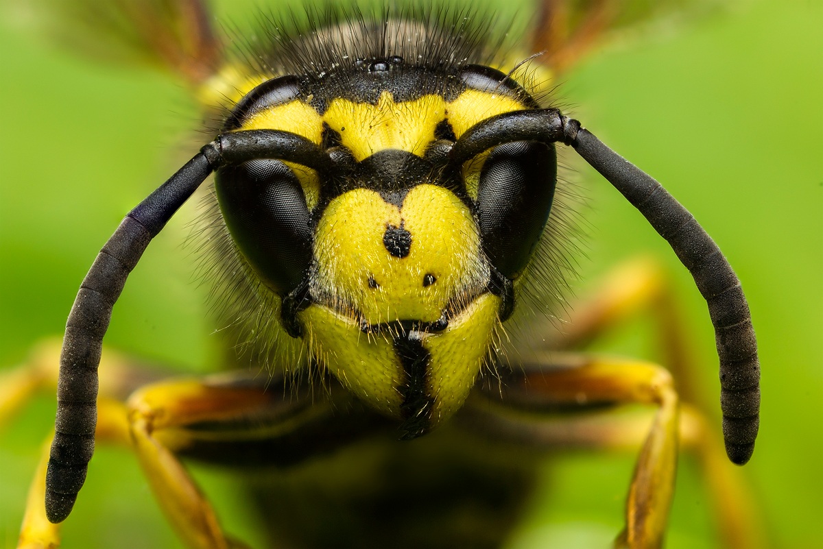 portrait of wasp