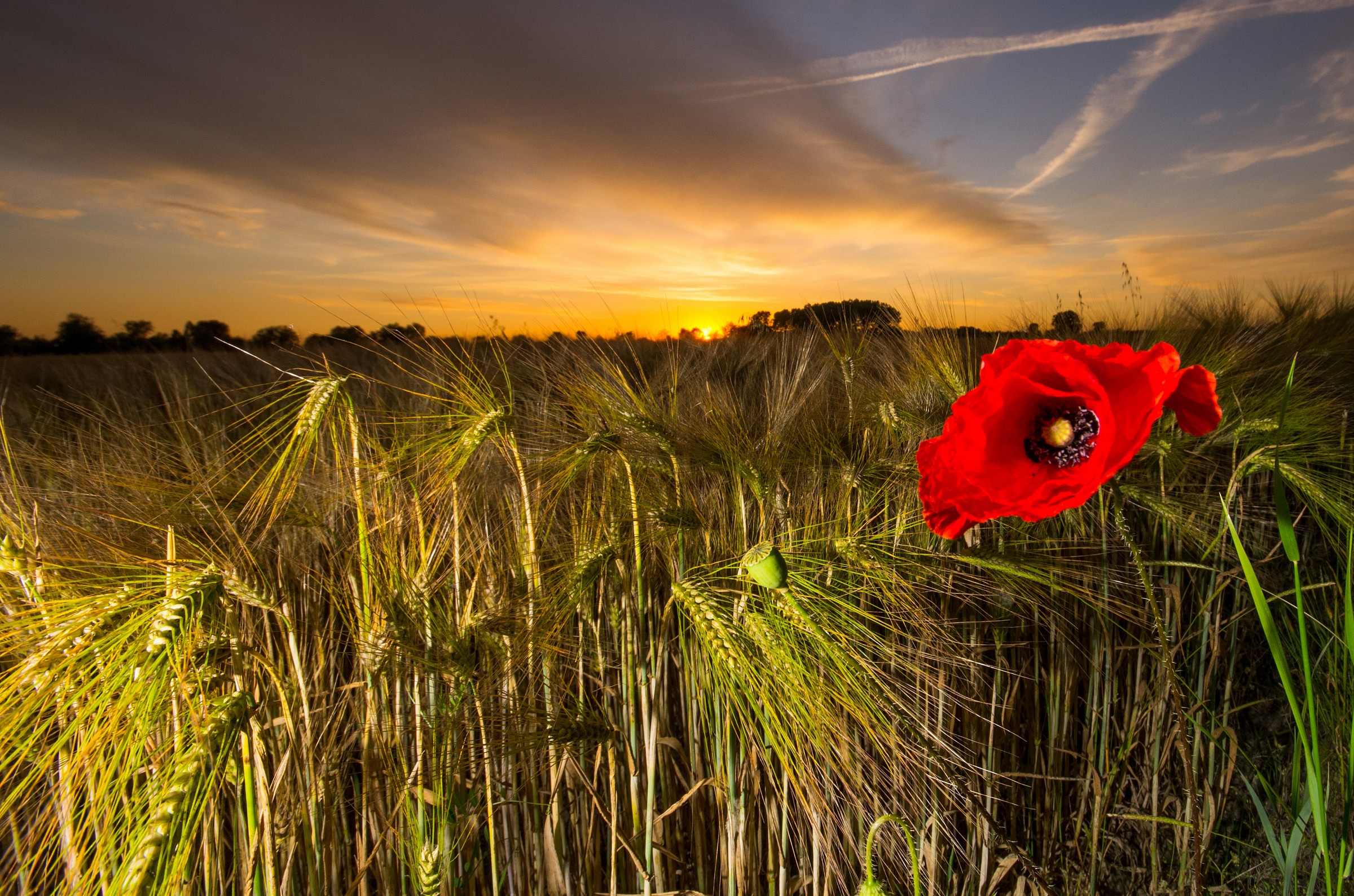 papavero al crepuscolo