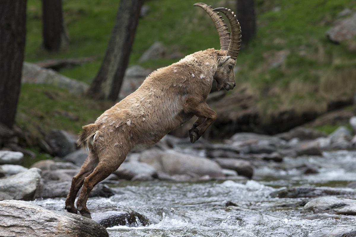 Il salto dello Stambecco