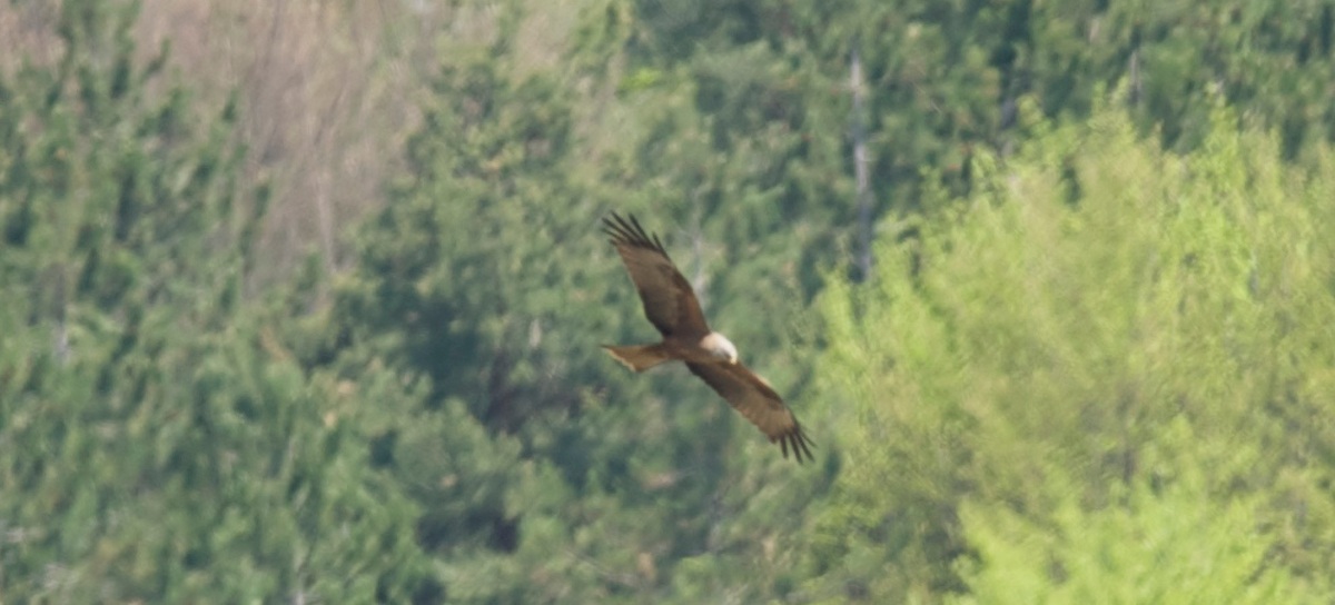 black kite or real?