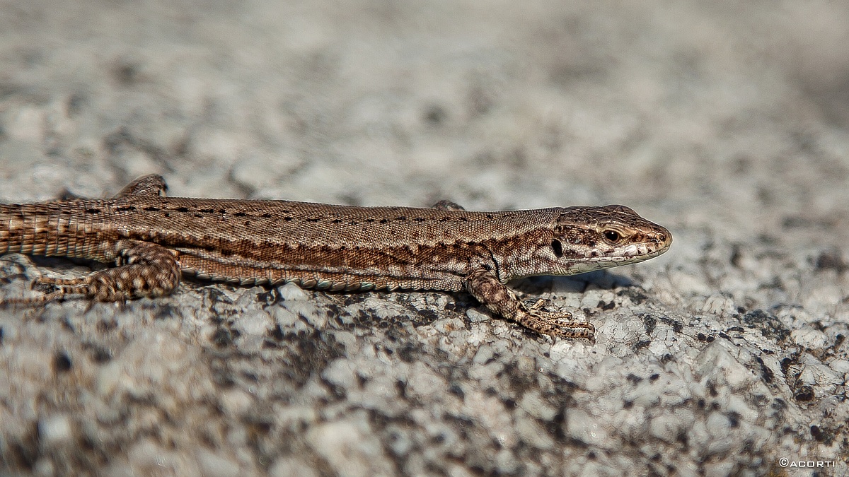 Incontri ravvicinati