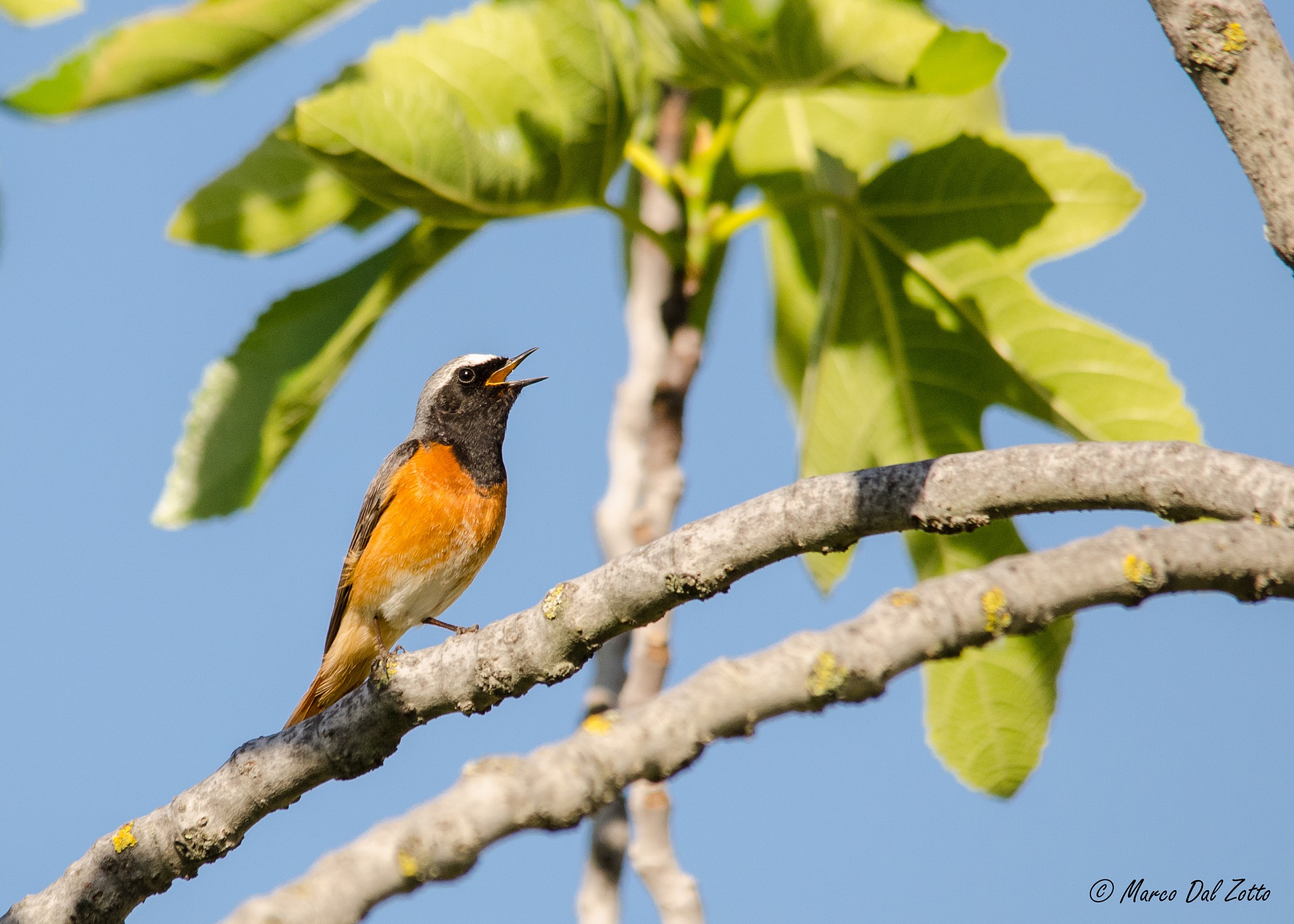 Il fico che canta sul fico