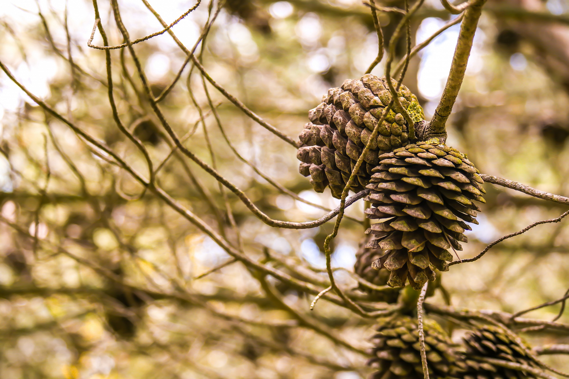 Aaooooh, Du Palleeee