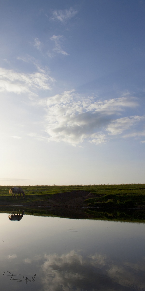 Horse in Sega di Ala