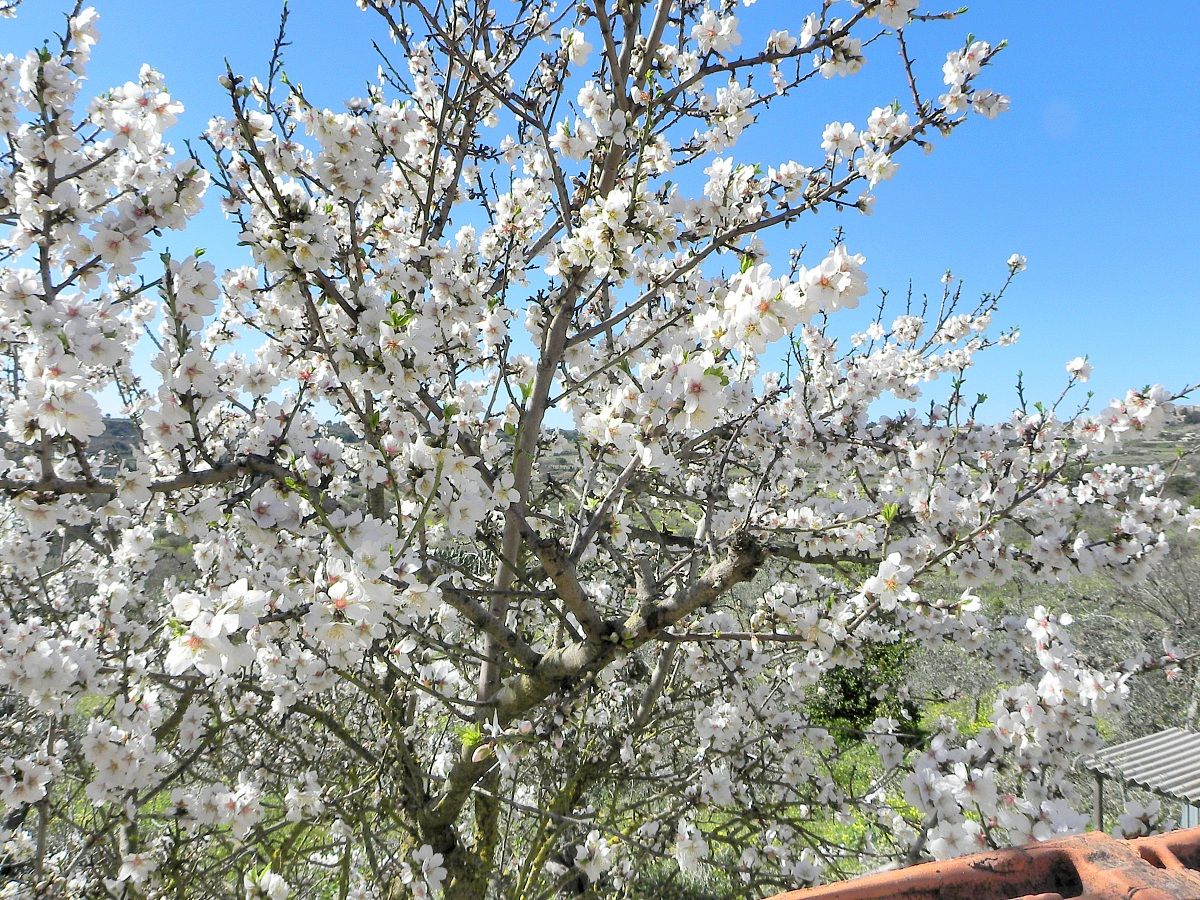 Mandorlo in fiore