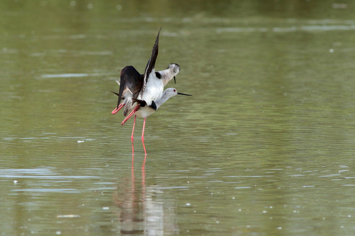 Cavalieri d'Italia in accoppiamento