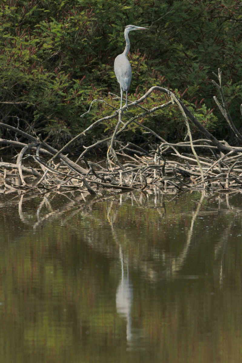 Giovane airone cenerino
