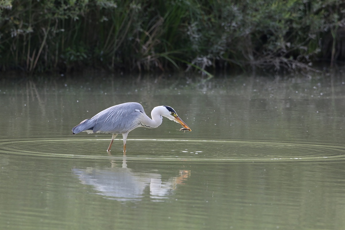 Airone Cenerino con gamberetto 1