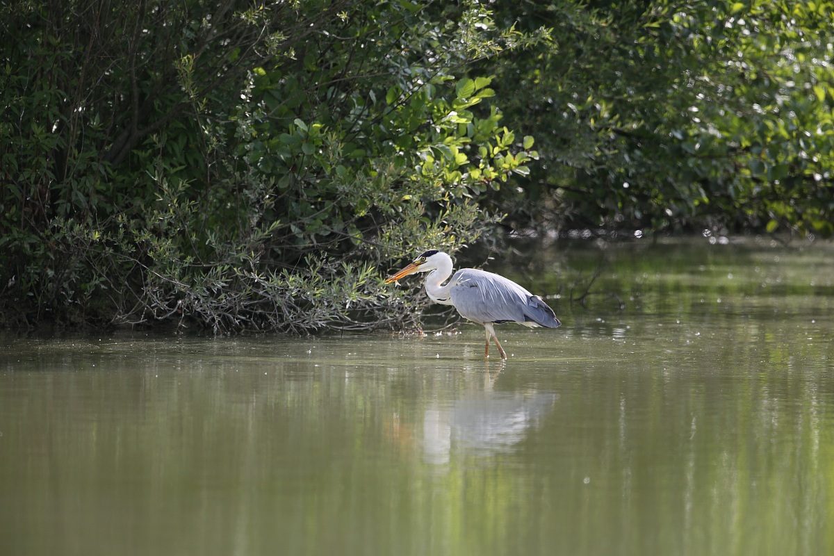 Airone Cenerino con pesciolino 1
