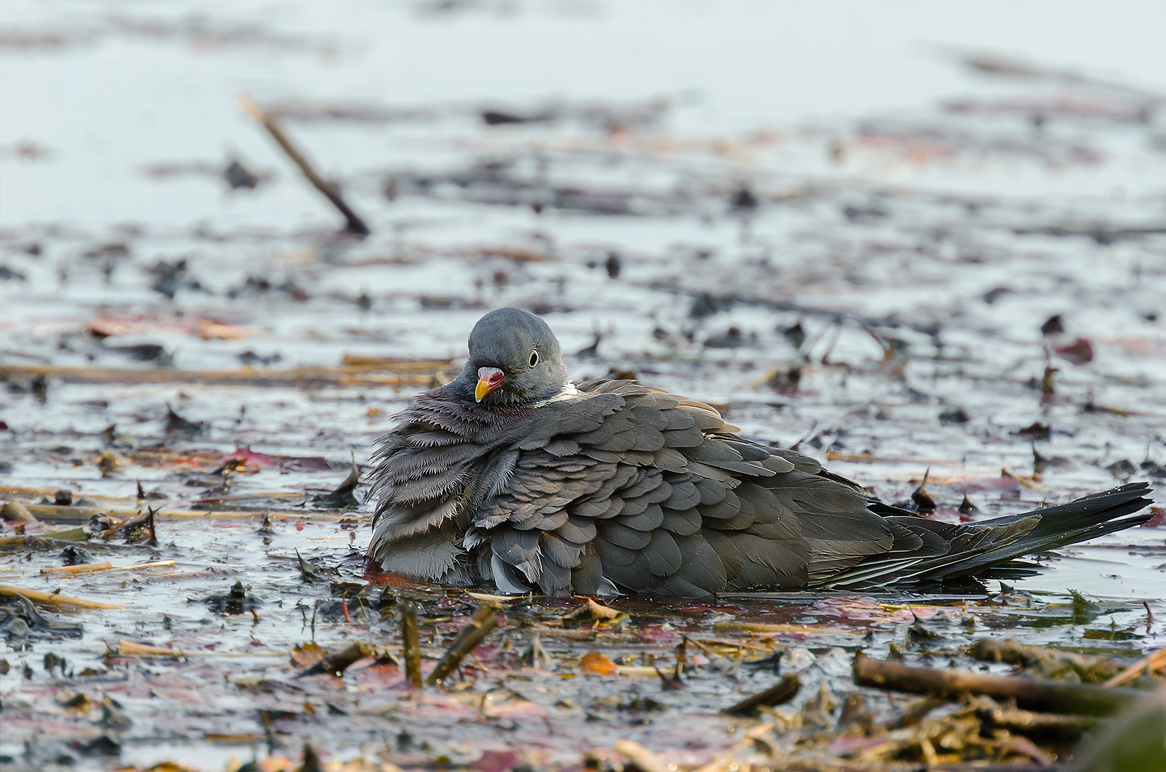 Colombaccio che fa il bagnetto...