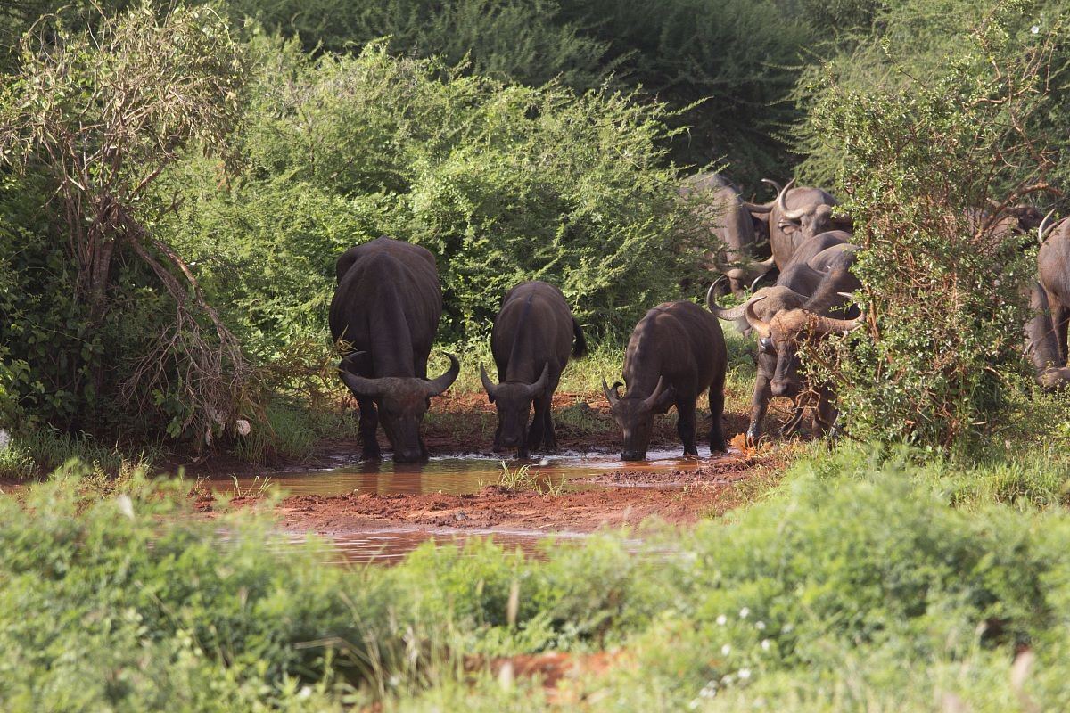 Chi non beve in compagnia è......
