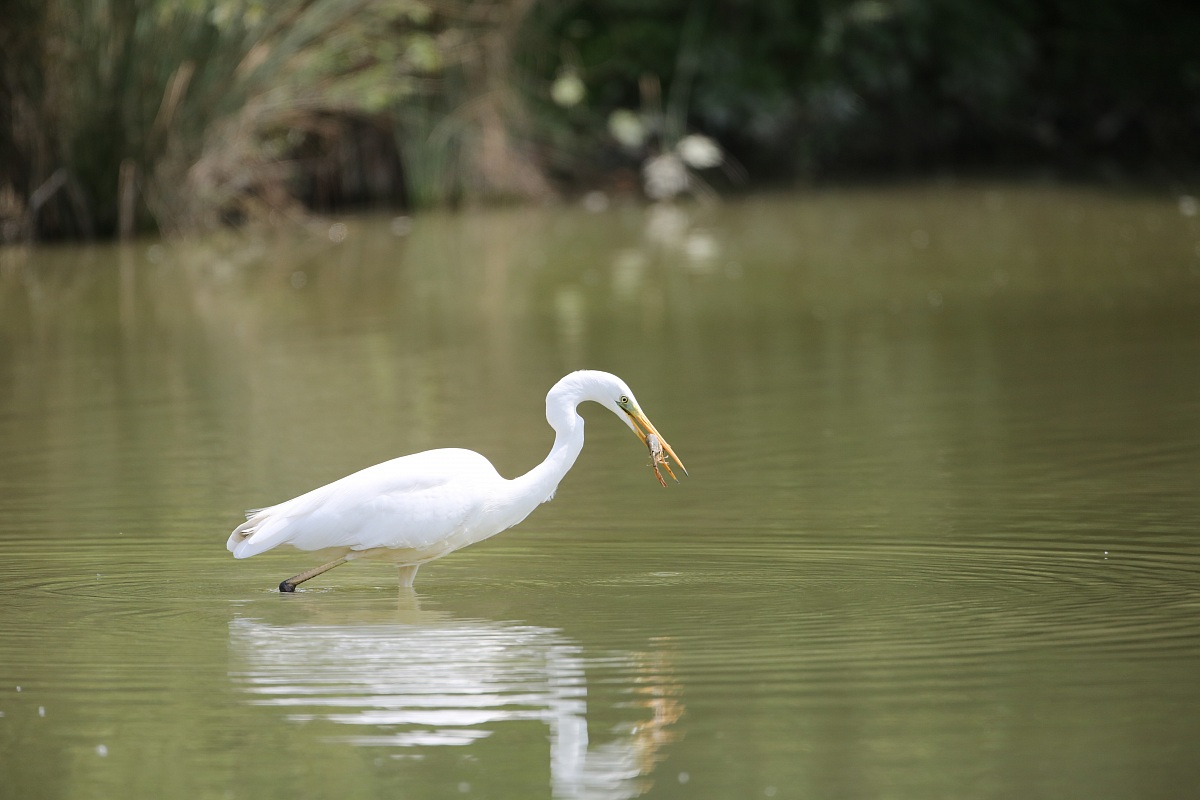 Airone Bianco Maggiore con gamberetto 1