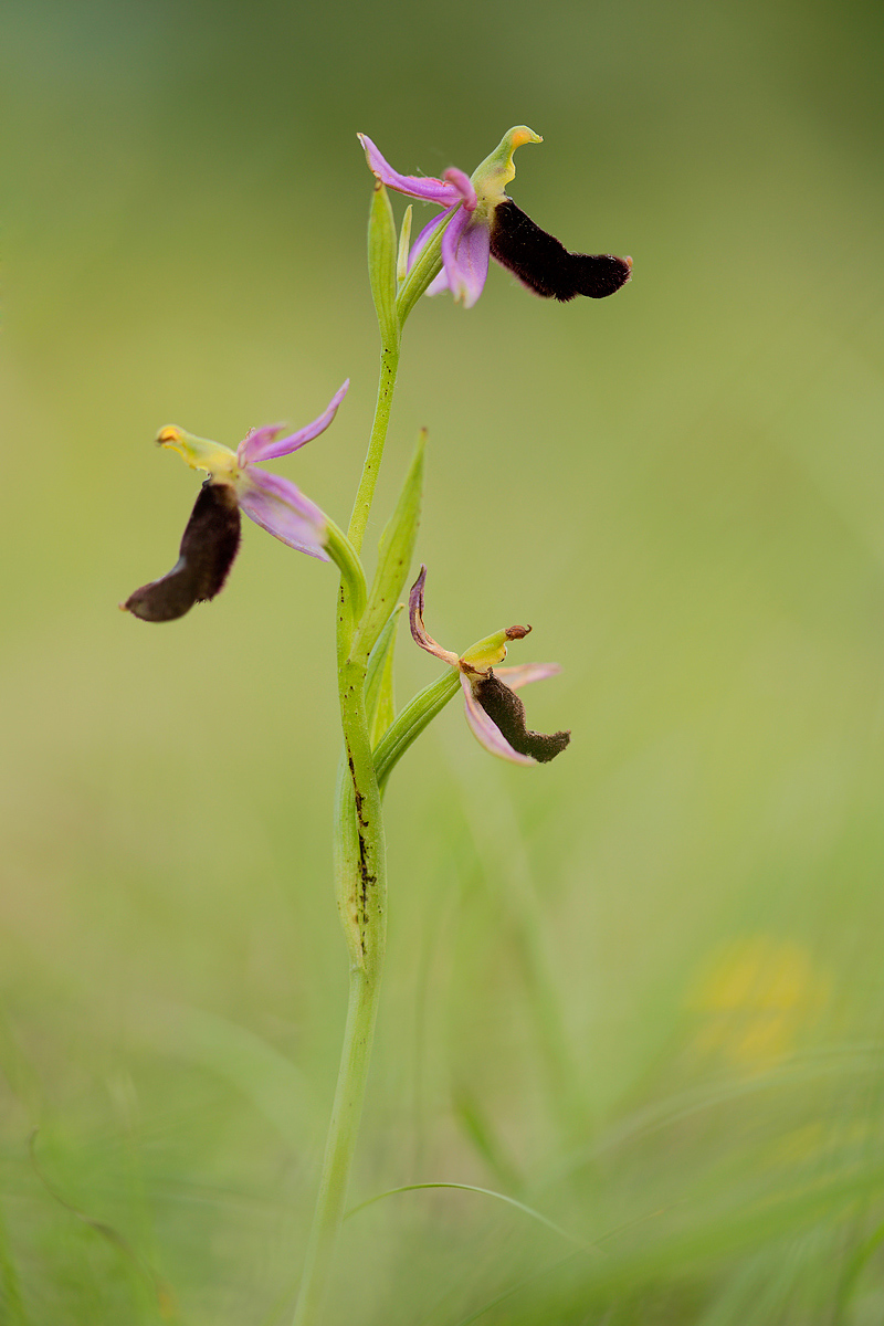 Ophrys bertolonii