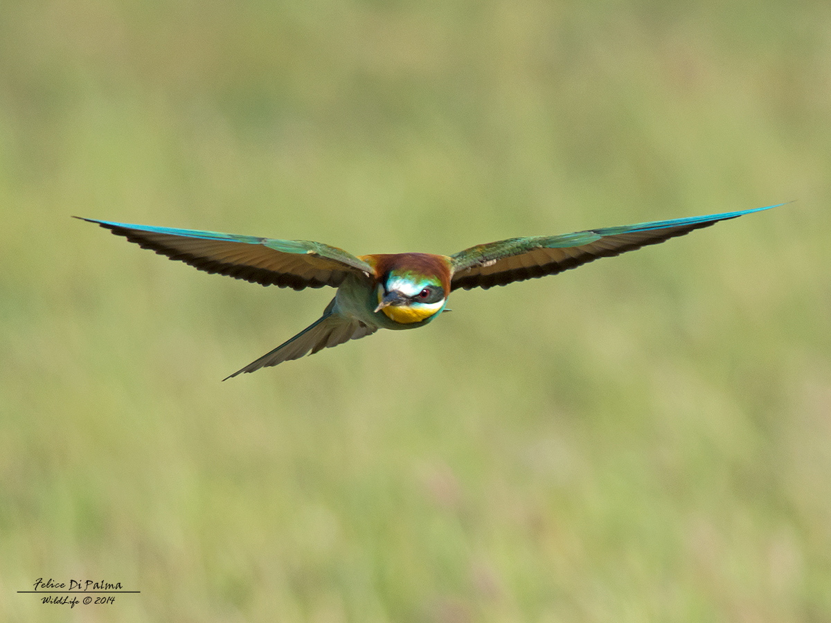 Ti tengo d'occhio ...