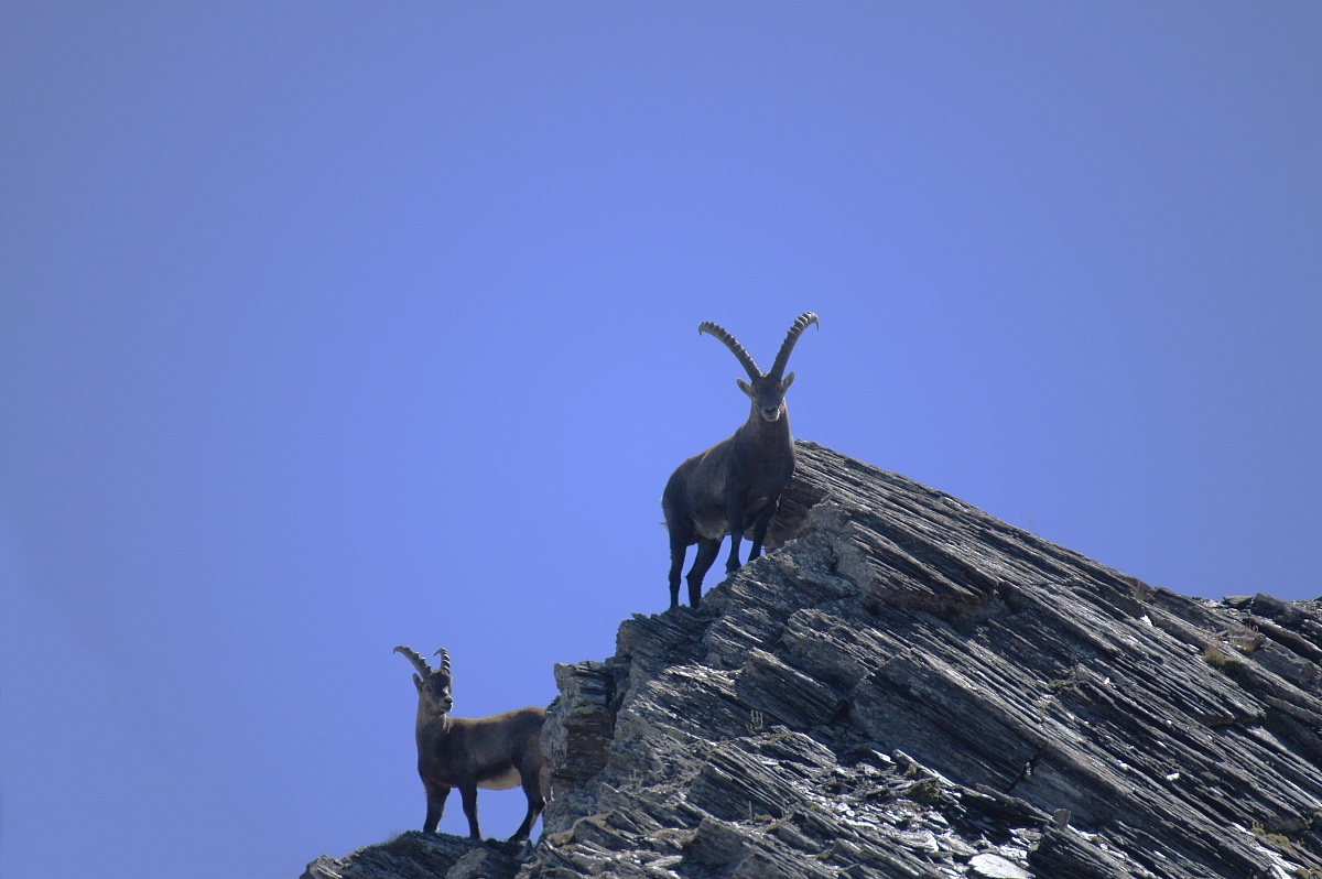 mountain goats at high altitude