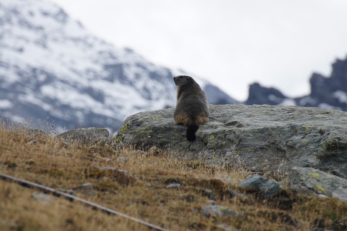 marmot
