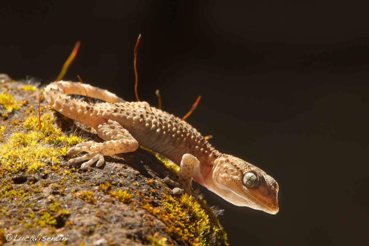 Tarentola mauritanica