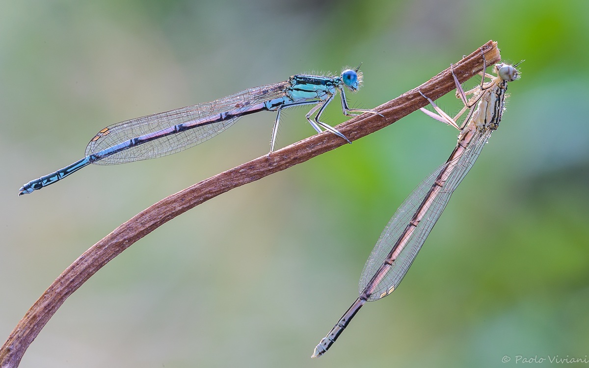 Damsels in controlluce 1